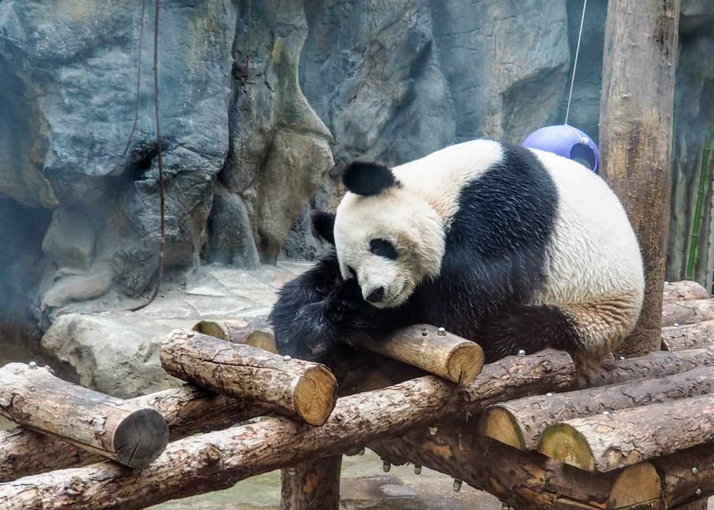 Panda Wielka w Zoo w Pekinie